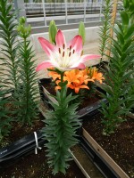 [5031 Lollypop No01.JPG]